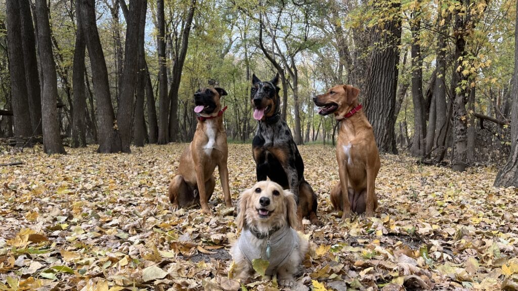 New Coyotes defenseman Matt Dumba has four dogs.