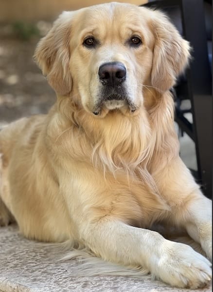 Leo belongs to Coyotes defenseman Josh Brown. 