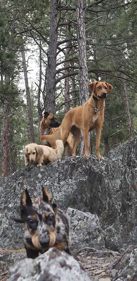 The Dumba dogs: Cash, Marley, Moose and Winona.