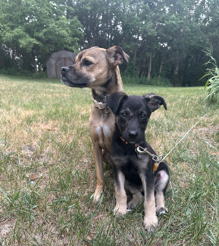 Luna and Lola belong to Coyotes forward Travis Boyd.