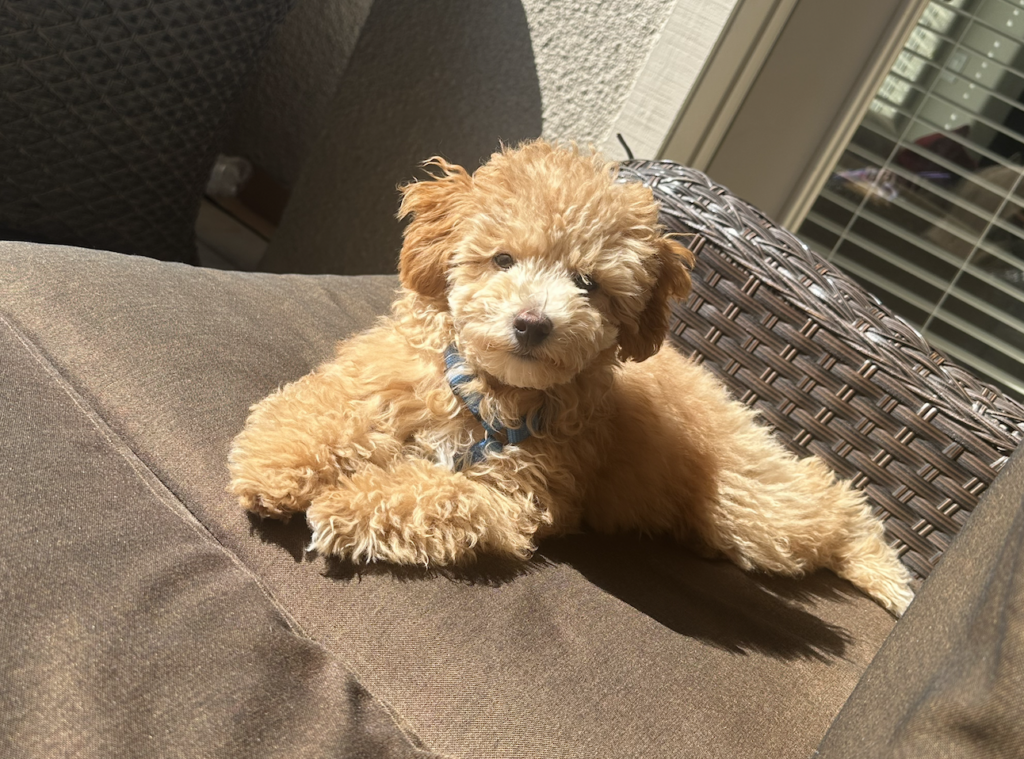 Buddy belongs to Coyotes coach André Tourigny.