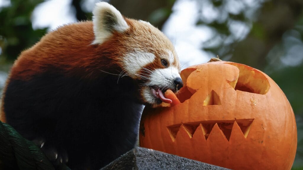 Ranking the holiday eating traditions in the latest Coyotes mailbag.