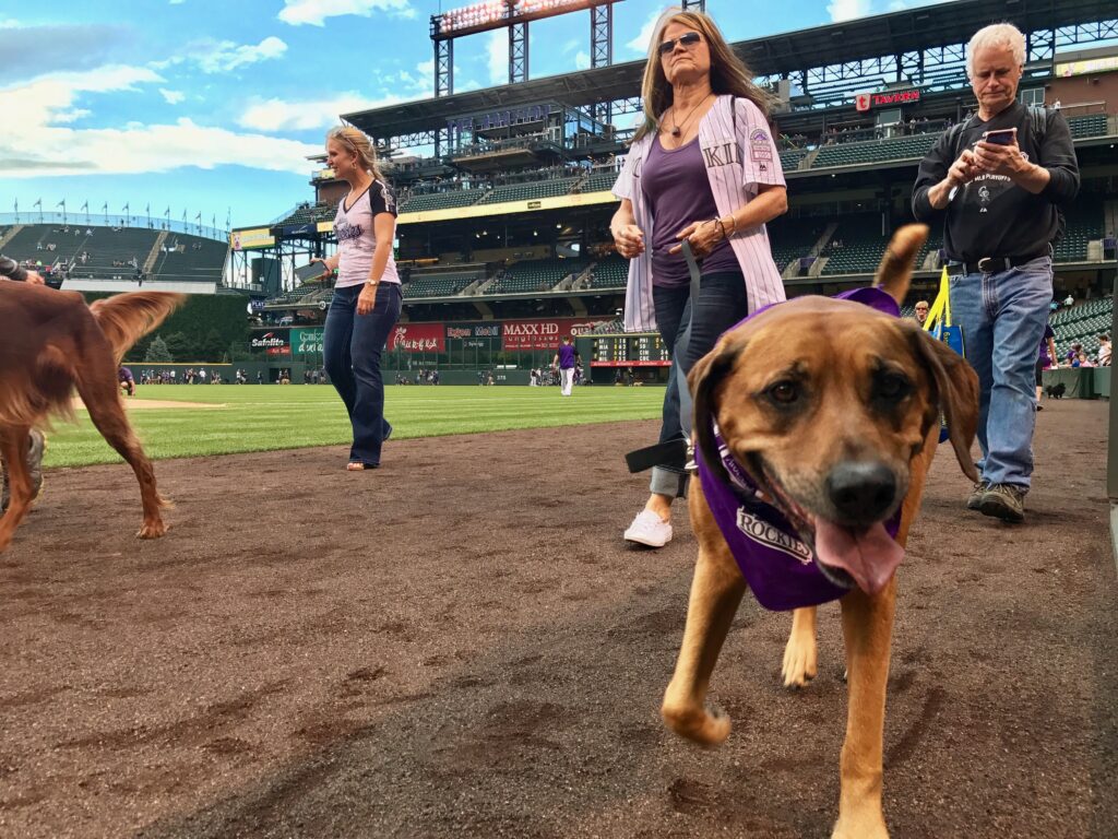 Rockie dogs, surfing pooches and a howling wolf star at Bark In The Park